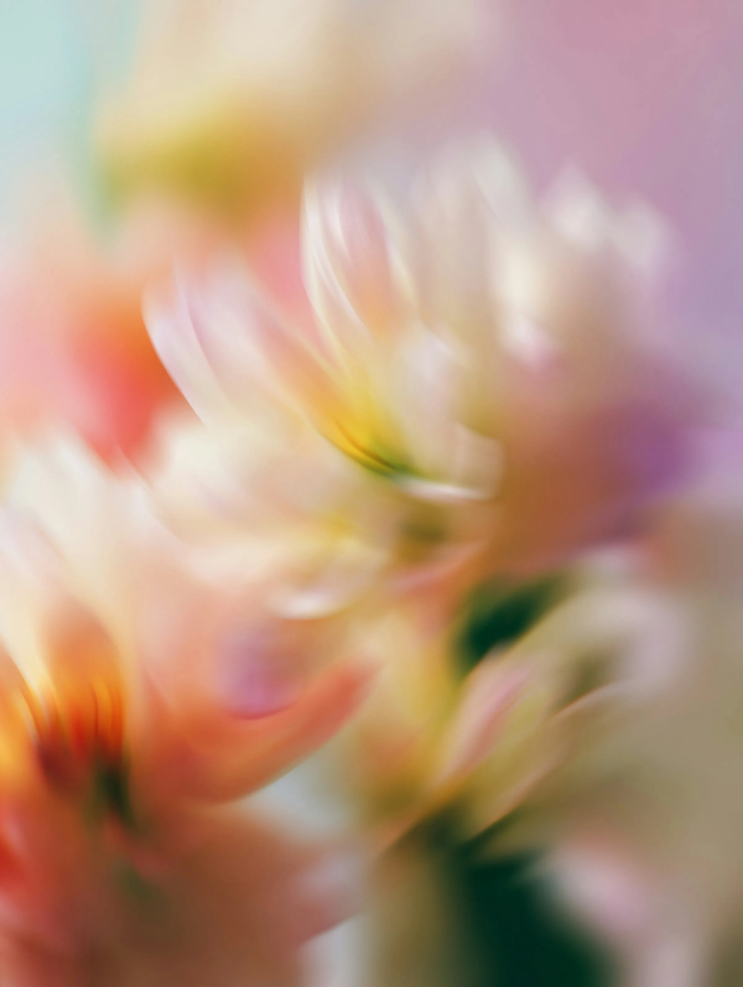 Extreme soft-focus close-up of pale flowers blurring into streaks of peach, pink, yellow and lilac.