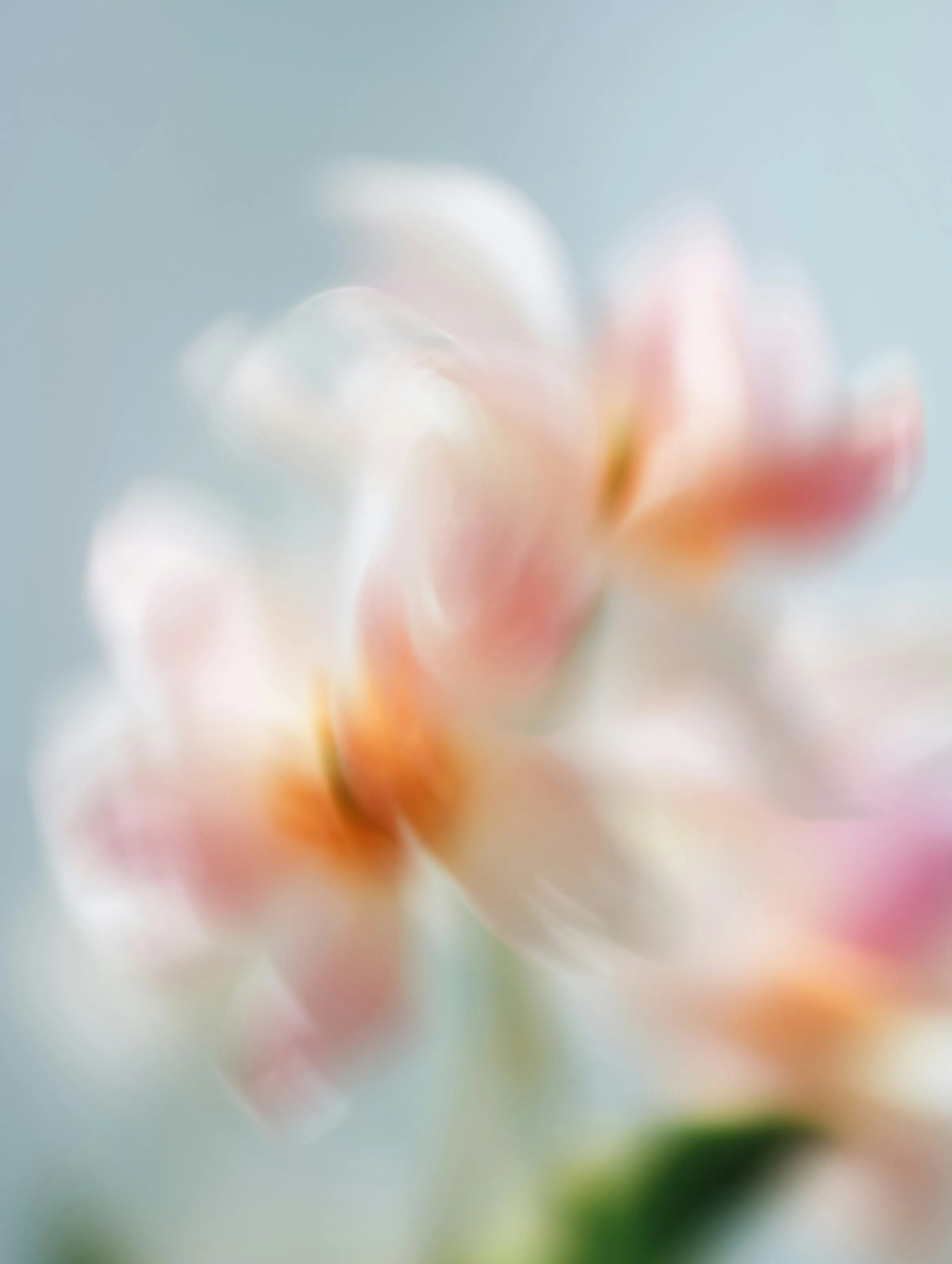 Soft-focus close-up of a pale pink-and-white blossom against a calm blue-grey background.