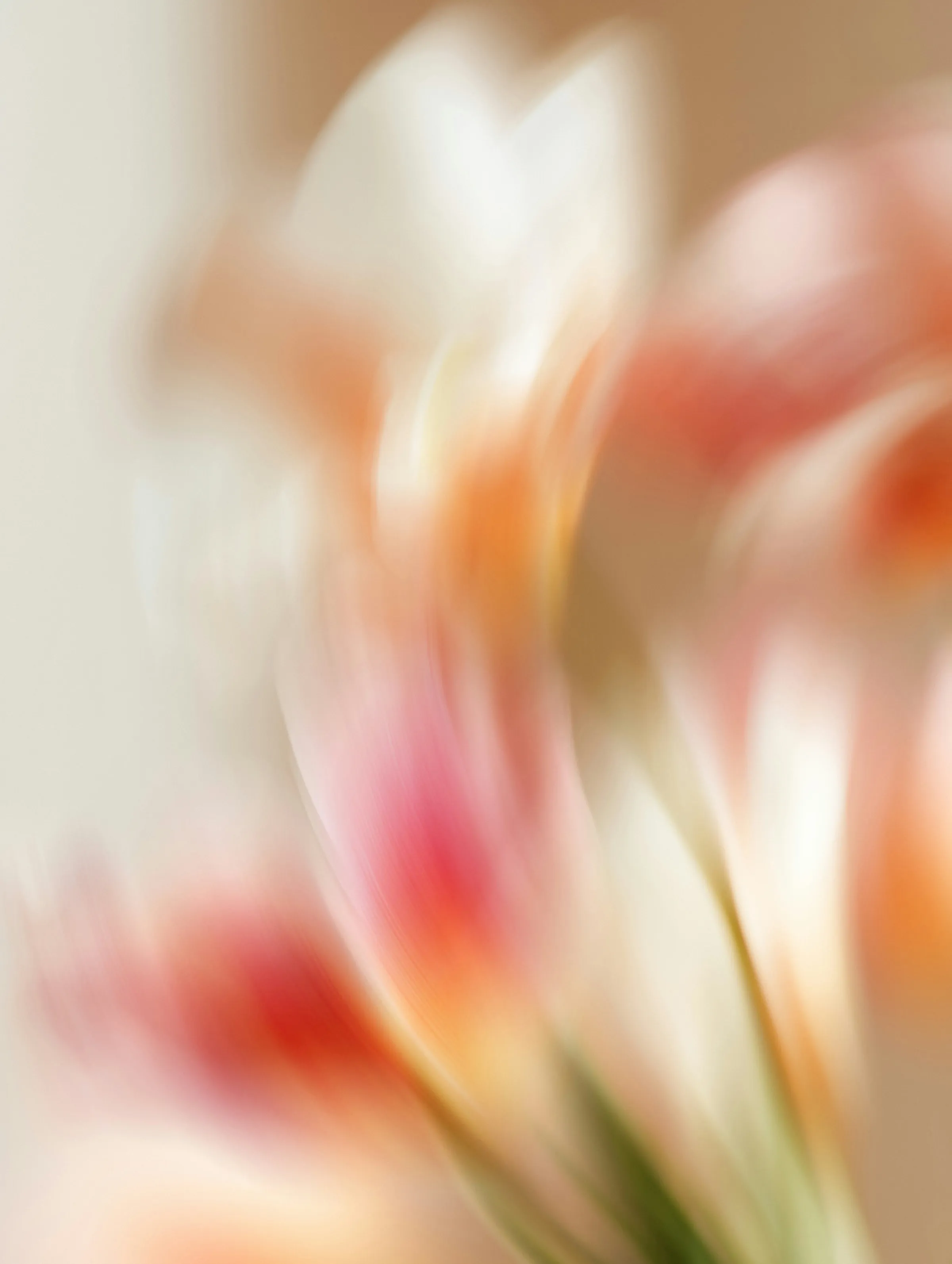 Soft-focus close-up of cream and pink-orange tulips blurred into flowing petal streaks.
