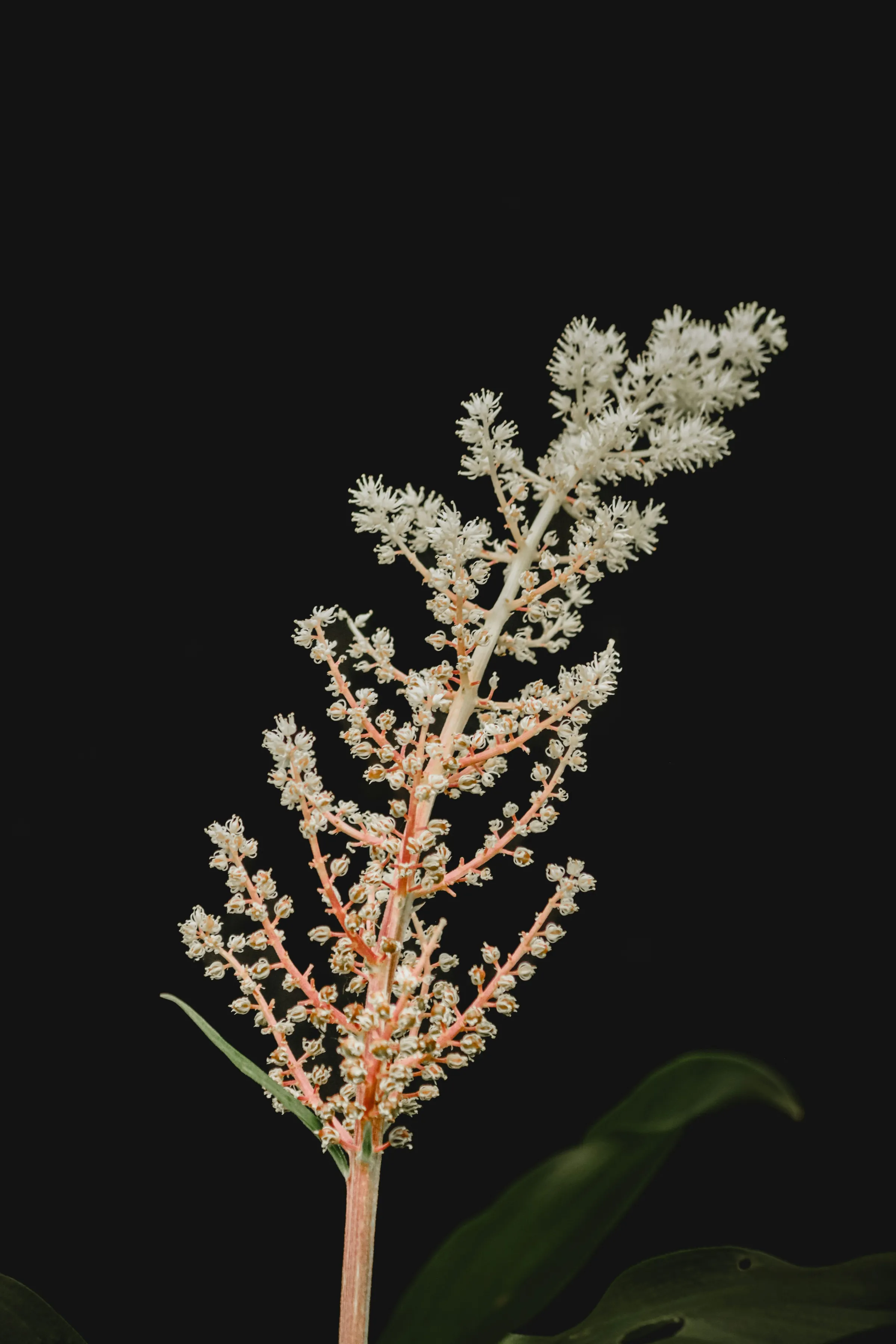 A delicate spray of tiny white astilbe flowers on pink stems isolated against a pure black background.